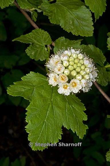 physocarpus capitatus 5 graphic